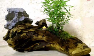 竹子干了如何养好 竹子怎么才能养好