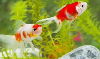 如何养好淡水热带鱼 如何养好海水热带鱼