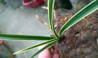 如何养好下山惠兰 惠兰如何养植