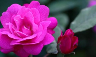 春季如何养好月季扦插苗 月季扦插苗养护