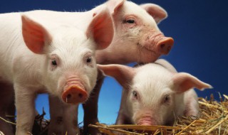 新手如何养好猪 新手怎样养好猪