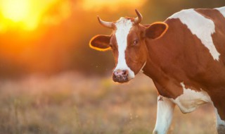 东北如何养好母牛 东北养牛技术和饲养方法