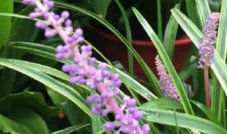 如何养好麦冬花卉（麦冬花卉怎么养护）