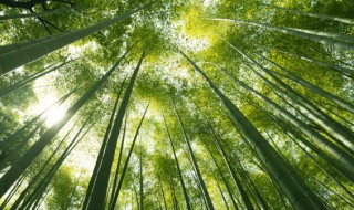 如何养好红尾竹 凤尾竹怎么养植