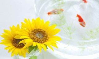 给病人送什么花合适(送病人送什么花最好)