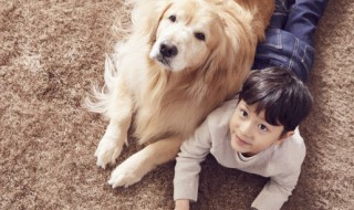 如何养好一只金毛（想养一只金毛 需要注意什么）