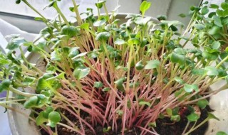 如何更好的养好萝卜种子 怎样栽种萝卜种子