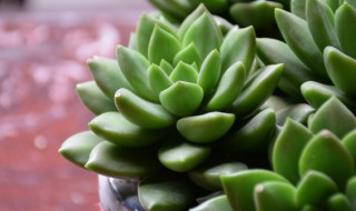 如何养好肉类植物(肉类植物怎么养 新手必看)