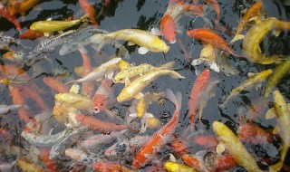 如何养好锦鲤（如何养好锦鲤鱼）