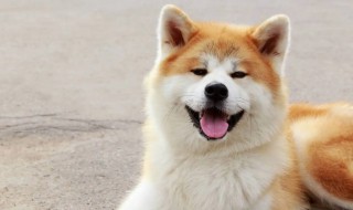 如何养好一只秋田犬（秋田犬好养吗?秋田犬适合家养吗）