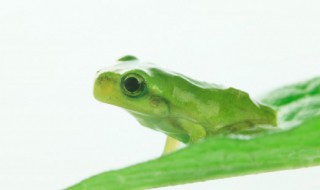 新手如何养好角蛙 角蛙新手入门饲养