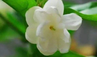 北方冬天如何养好茉莉花 北方盆栽茉莉如何过冬