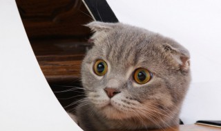 房间有猫尿味怎么去除（屋内有猫尿味怎么去除）