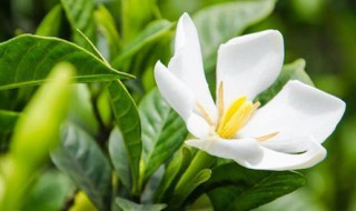 冬季如何养好一盆栀子花（栀子花盆栽冬天好养活）