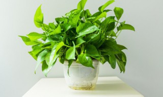 如何养好绿萝土壤（绿萝用什么土壤）