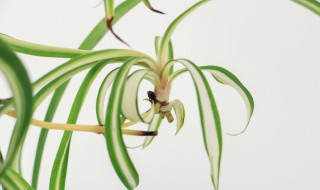 如何养好吊兰（如何养吊兰才长得茂盛?）