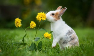 如何养好兔子（如何养兔子才能养好）