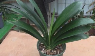 如何养好君子兰（如何养好君子兰视频）