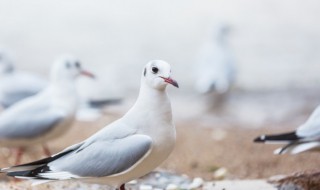 如何才能养好鸽子的肠道 怎么样才可以让鸽子的肠道更好