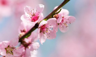 桃木枝放家里什么位置（卧室里放桃木枝）