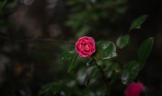 家里放什么干花好 家里放什么干花好风水好