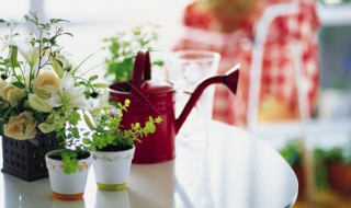 什么植物放家里风水好 放家里风水好的植物