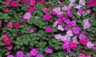 玻璃翠如何养好 如何种养玻璃翠