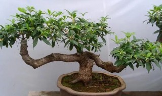 如何养好盆栽四季桂（怎样养四季桂）