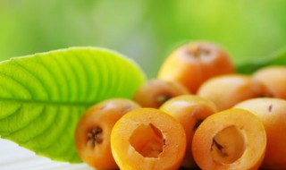 如何养好枇杷树（盆栽枇杷树怎么养）