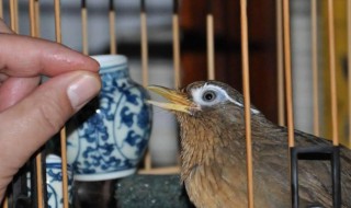如何养好金青鸟（金青鸟用什么笼子养好）