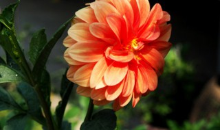 大丽花如何养好（大丽花花怎么养）