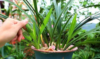 如何养好兰花新手 兰花好养吗新手能养吗