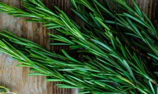 迷迭香如何养的好（盆栽迷迭香怎样养）