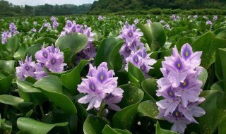 家里如何养好水葫芦 家庭养水葫芦需要注意什么