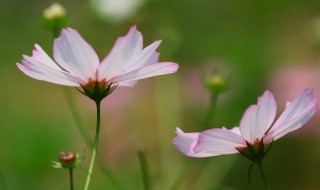 如何养好波斯菊（波斯菊怎么养 盆栽）