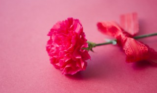 康乃馨如何养好 康乃馨好养不好养