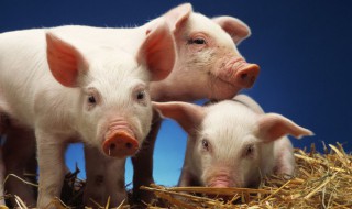 如何养好母猪的关键(怎样才能养好老母猪)