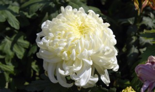 如何养好菊花 怎样养好菊花