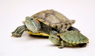 如何养石龟好 石龟好养活吗