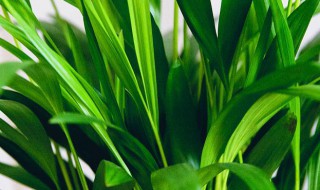 如何养好兰花黄尖 兰花黄叶怎么养