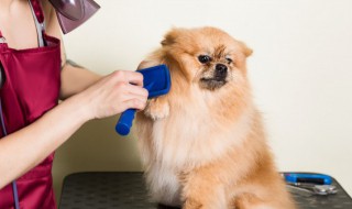 如何养好一只没满月的小狗(没满月的小狗怎么养活)