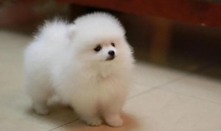 如何养好幼崽博美狗狗 幼崽博美怎么养