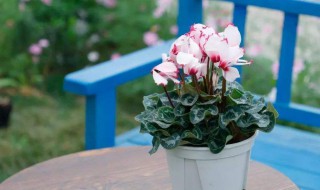 具体如何养好仙客来 养好仙客来的窍门