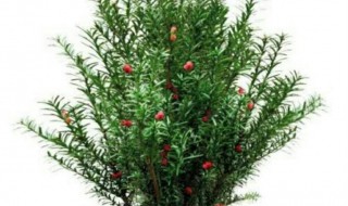 如何才能养好红豆杉（红豆杉怎样才能养好）