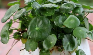 冬天如何养好金钱草(金钱草怎么过冬?)