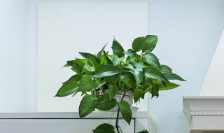 室内冬天如何养好虎皮榕树盆景 室内冬天如何养好虎皮榕树盆景呢