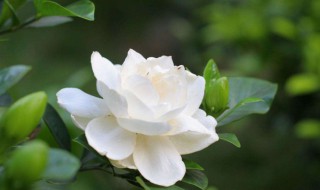 秋天在家如何养好栀子花（栀子花秋冬季怎么养）