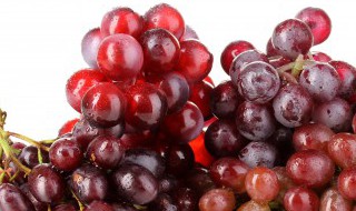 如何养好红提葡萄（葡萄好还是红提好）