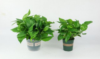 南方家庭如何养好绿萝 北方怎么养绿萝