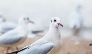 如何养好毛领鸽子(怎么培育鸽子的羽毛)